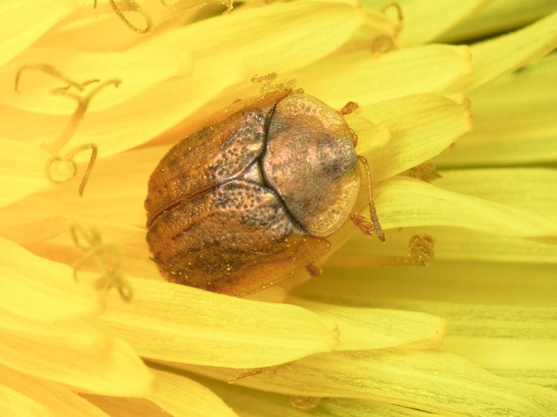 Hypocassida